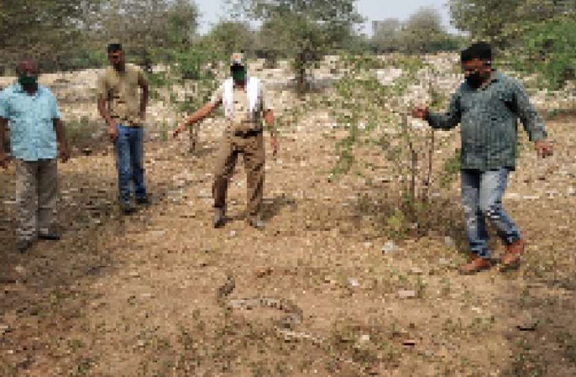 8 फीट लंबा अजगर आबादी में पहुंचा 8 फीट लंबा अजगर आबादी में पहुंचा