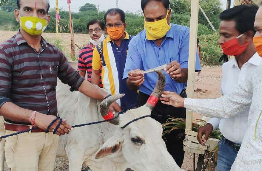 सडक़ों पर मवेशियों के सींग पर लगाए रेडियम सडक़ों पर मवेशियों के सींग पर लगाए रेडियम