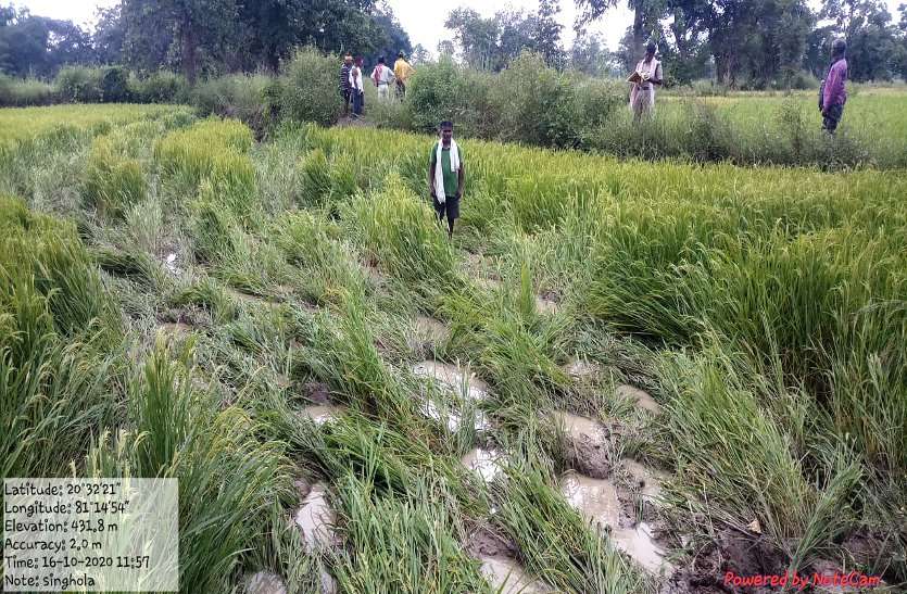 दल्लीराजहरा जंगल में 25 हाथियों का दल पहुंचा, सैकड़ों एकड़ फसल रौंदकर किया बर्बाद, दहशत में ग्रामीण और वन अमला