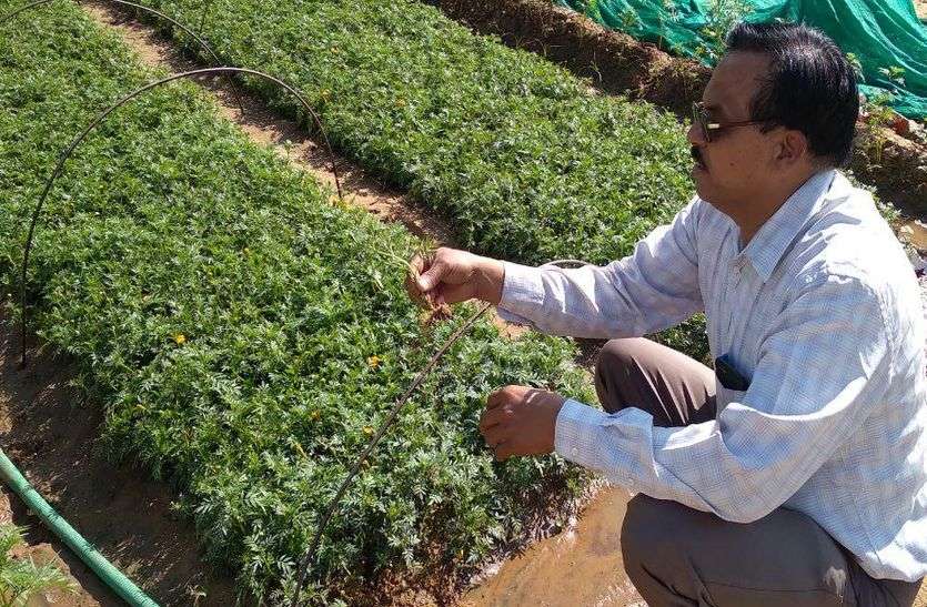 कलकत्ती फूलों से खिला रोजगार कलकत्ती फूलों से खिला रोजगार