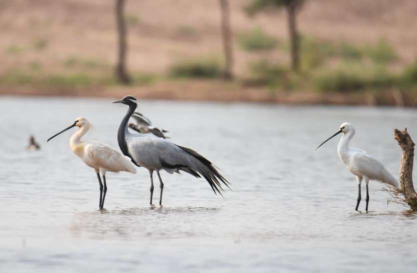 खेतोलाई तालाब पहुंचे यूरेसियन स्पूनबिल पक्षी खेतोलाई तालाब पहुंचे यूरेसियन स्पूनबिल पक्षी