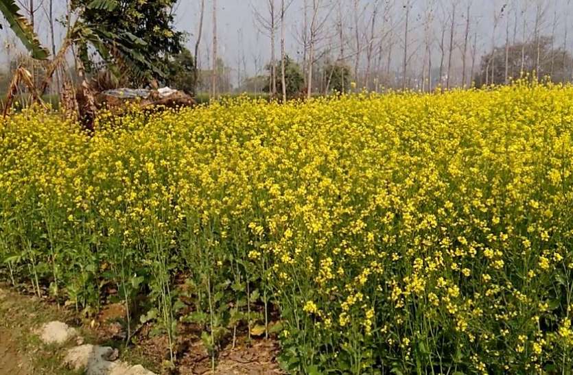 AGRI NEWS--तापमान में ज्यादा उतार-चढ़ाव से रबी बुवाई में हो रही देरी AGRI NEWS--तापमान में ज्यादा उतार-चढ़ाव से रबी बुवाई में हो रही देरी