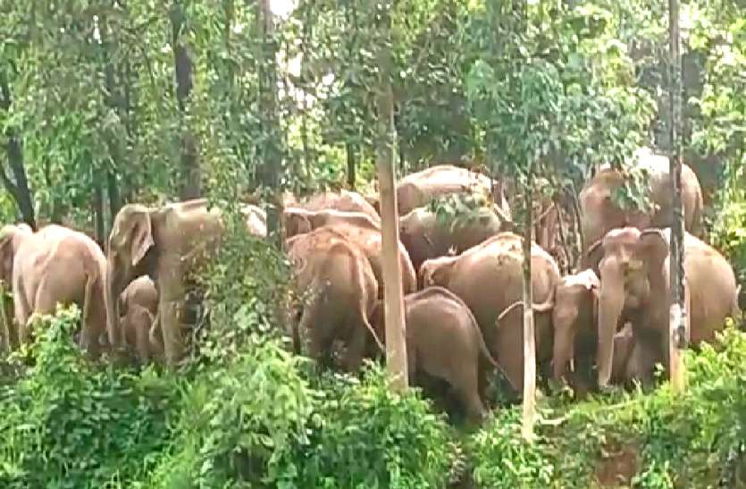 दल्लीराजहरा जंगल में 25 हाथियों का दल पहुंचा, सैकड़ों एकड़ फसल रौंदकर किया बर्बाद, दहशत में ग्रामीण और वन अमला दल्लीराजहरा जंगल में 25 हाथियों का दल पहुंचा, सैकड़ों एकड़ फसल रौंदकर किया बर्बाद, दहशत में ग्रामीण और वन अमला