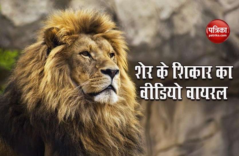 Gujarat: शेर का शिकार देखने के लिए जिंदा गाय की चढ़ाई बलि, Social Media पर Video Viral Gujarat: शेर का शिकार देखने के लिए जिंदा गाय की चढ़ाई बलि, Social Media पर Video Viral