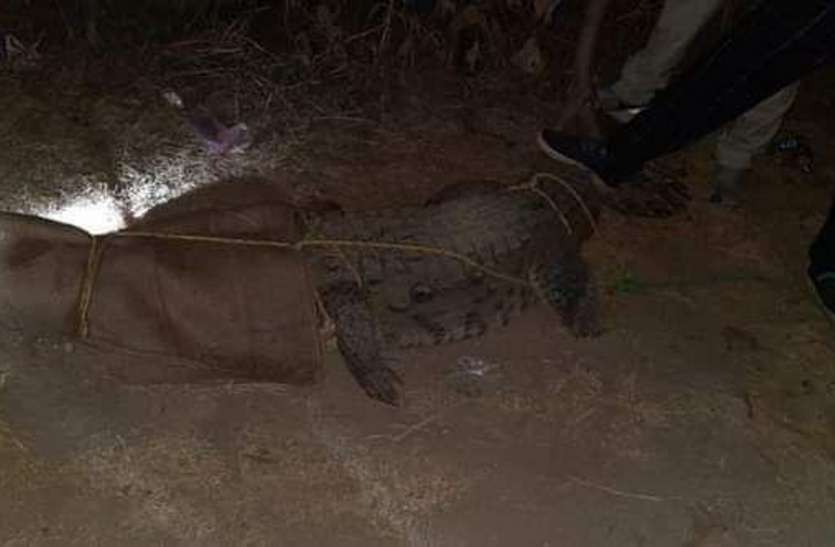 दो गांवों में घुसे मगरमच्छ, ग्रामीणों ने पकड़े दो गांवों में घुसे मगरमच्छ, ग्रामीणों ने पकड़े