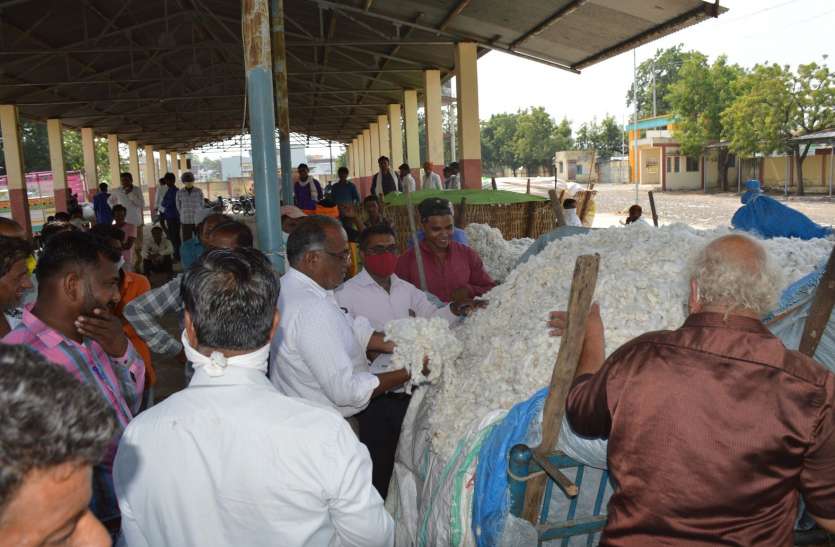 Cotton arrivals in Barwani mandi are declining for three years बड़वानी मंडी में लगातार तीन सालों से घटती जा रही है सफेद सोने की आवक