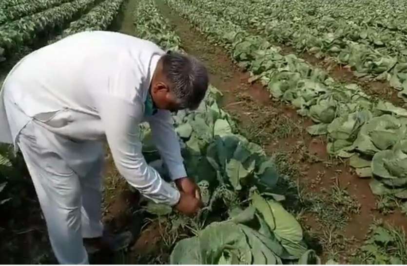 Villagers are giving jobs by producing vegetables सब्जियों की पैदावार कर ग्रामीणों को दे रहे हैं रोजगार
