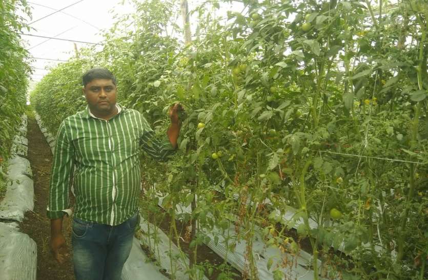 malching technique in net hous Right farming - नेट हाउस में मल्चिंग तकनीक से लगाए दस हजार टमाटर के पौधे , एक- एक पौधे में लगे दो-दौ सौ टमाटर