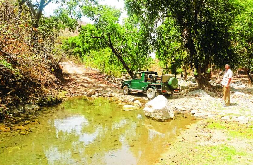 बातें बाघ लाने की, 25 साल में दूसरा ट्रेक तक न खुला बातें बाघ लाने की, 25 साल में दूसरा ट्रेक तक न खुला