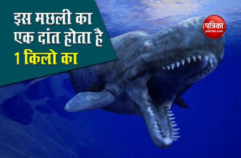 why_sperm_whale_teeth_is_so_expensive_in_world.jpg दुनिया की सबसे अनोखी मछली, जिसका एक दांत होता है 1 किलो का, कीमत भी है करोड़ों में