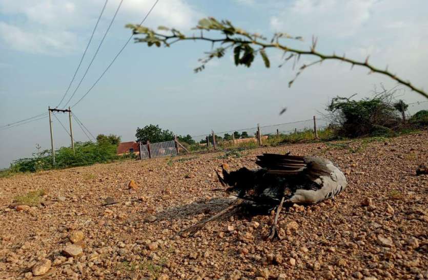 करंट की चपेट में आने से दो प्रवासी पक्षियों की टूटी सांसें करंट की चपेट में आने से दो प्रवासी पक्षियों की टूटी सांसें