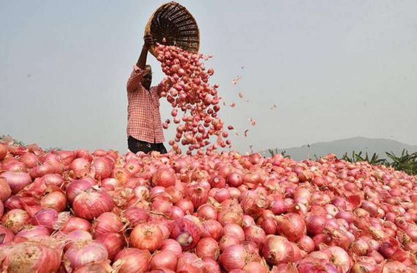 Rajasthan Red Onion Demand In Whole Country राजस्थान के लाल प्याज पर देश की निगाह, कई राज्यों से खरीददार आए, दाम बढ़ने से किसानों को होगा फायदा