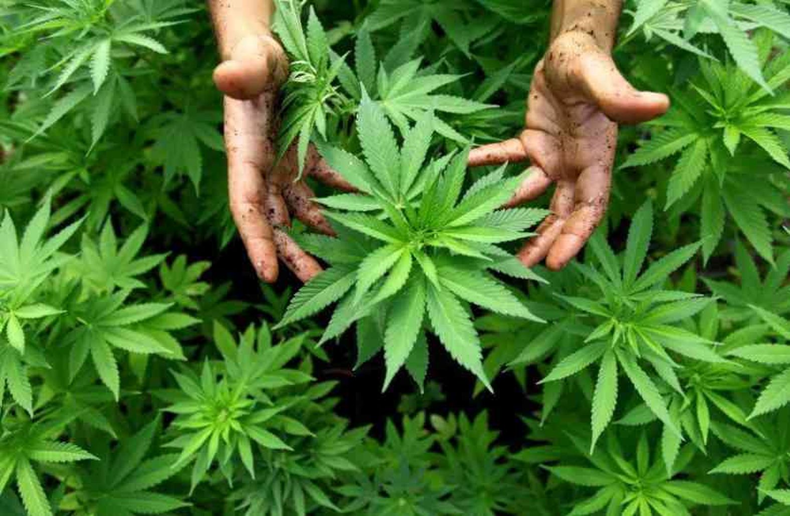 Hemp cultivation in looted forest between mountains, 40 lakh green plants seized