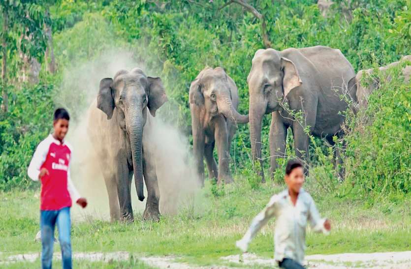 बस्तर बॉर्डर में शरारती युवकों ने हाथियों पर बरसाए पत्थर, भड़के 22 गजराज के दल ने बालोद DFO को दौड़ाया बस्तर बॉर्डर में शरारती युवकों ने हाथियों पर बरसाए पत्थर, भड़के 22 गजराज के दल ने बालोद DFO को दौड़ाया
