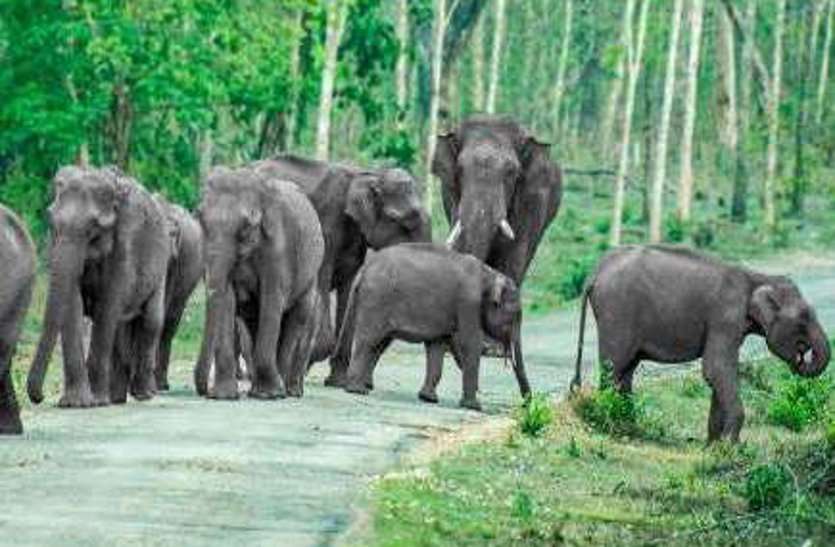 बस्तर बॉर्डर में शरारती युवकों ने हाथियों पर बरसाए पत्थर, भड़के 22 गजराज के दल ने बालोद DFO को दौड़ाया