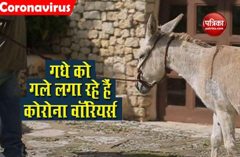 donkeys_are_helping_spanish_covid-19_frontline_workers.jpg COVID-19: जाने क्यों गधों को गले लगा रहे हैं कोरोना वॉरियर्स ?