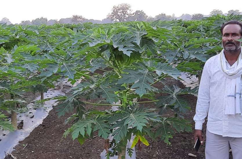 Papaya cultivation पारंपरिक के साथ आधुनिक खेती ने बदल दी किसान की किस्मत, आय में लाखों की बढ़त