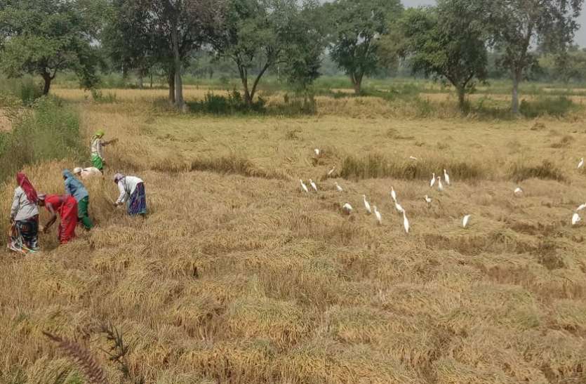 धान खरीदी में एक माह से अधिक का समय शेष, किसान परेशान धान खरीदी में एक माह से अधिक का समय शेष, किसान परेशान