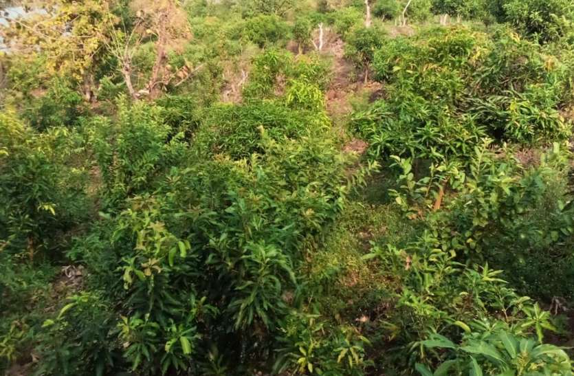 Cultivation on wastelands Precedent - किसान ने 7 एकड़ पथरीली बंजर जमीन पर चार वर्ष में तैयार कर दिए 700 आम और अमरूद के पेड़
