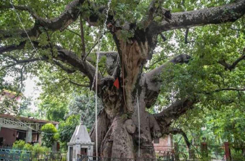 अब पर्यटकों को यूपी बुलाएंगे सौ साल के उम्र के पेड़, जैव विविधता बोर्ड ढूंढ़ेगा हेरिटेज ट्री अब पर्यटकों को यूपी बुलाएंगे सौ साल के उम्र के पेड़, जैव विविधता बोर्ड ढूंढ़ेगा हेरिटेज ट्री