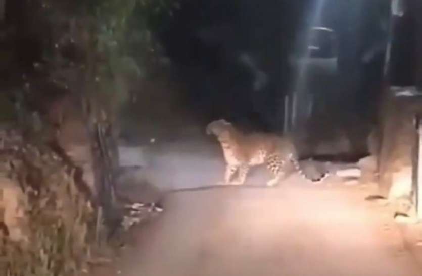 photo6093710388978887631.jpg दो हफ्ते बाद भी नहीं पकड़ा गया तेंदुआ, तीन दिनों से NTPC के एश माउंट घूमता कैमरे में हुआ कैद