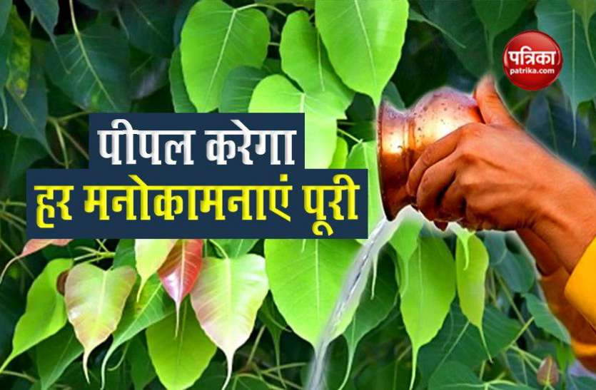 Do Not Offer Water On Peepal On This Day Otherwise You Will Become Po People Will Fulfill All Your Wishes But Do Not Offer Water On This Day Otherwise You Will