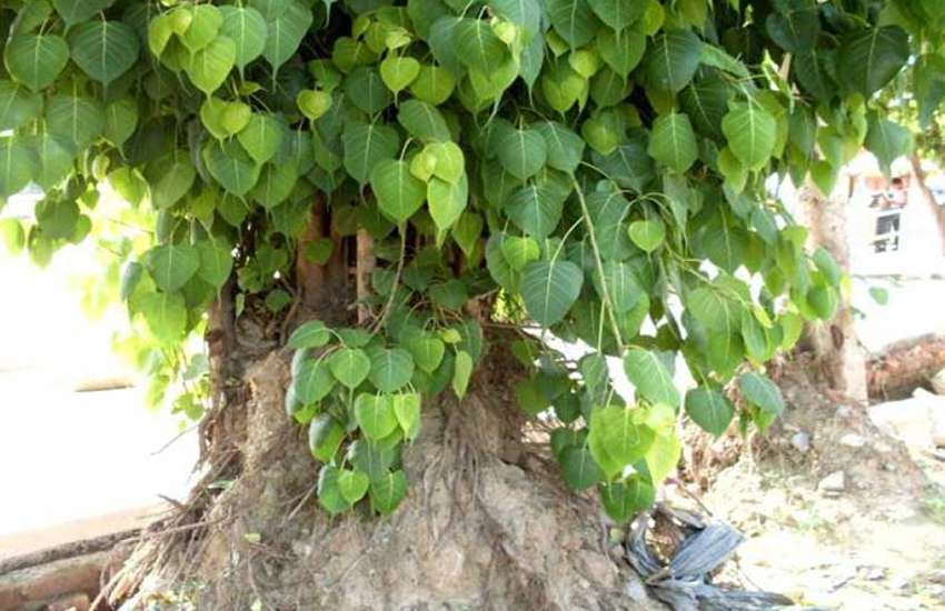 Peepal
