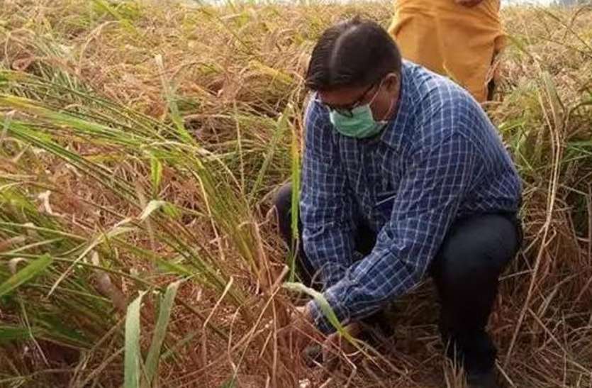 खेत में धान काटते डीएम को देखकर चौंक किसान, खुशी के मारे तालियां बजकर झूमने लगे गांववाले खेत में धान काटते डीएम को देखकर चौंक किसान, खुशी के मारे तालियां बजकर झूमने लगे गांववाले