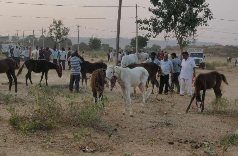 श्री खलकाणी माता का पारंपरिक गर्दभ मेला कोरोना की भेंट चढ़ा श्री खलकाणी माता का गर्दभ मेला, कम आए गधे-घोड़े