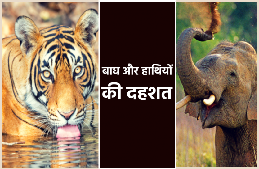 news बाघ और जंगली हाथियों के हमलों से दहशत में हैं दर्जनों गांव, फसलें हो रहीं बर्बाद, जा चुकी है जान