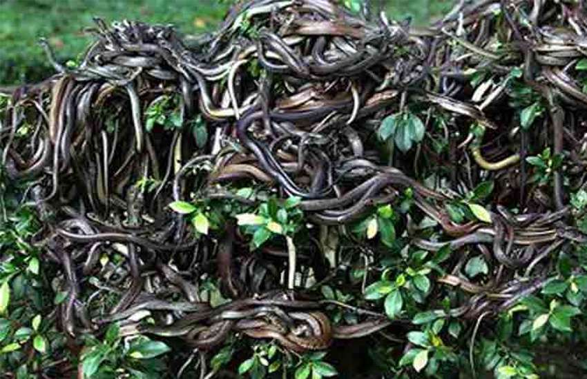 snake_3.jpg