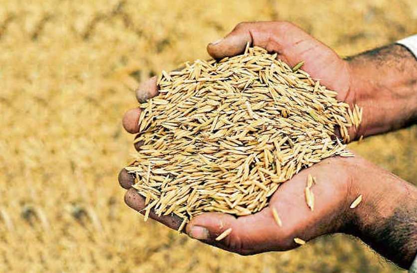 Dhan Ki Khareed यूपी के किसानों के लिये खुशखबरी, मोबाइल ऐप से होगी धान की खरीद, तौल होते ही खाते में आ जाएगी रकम