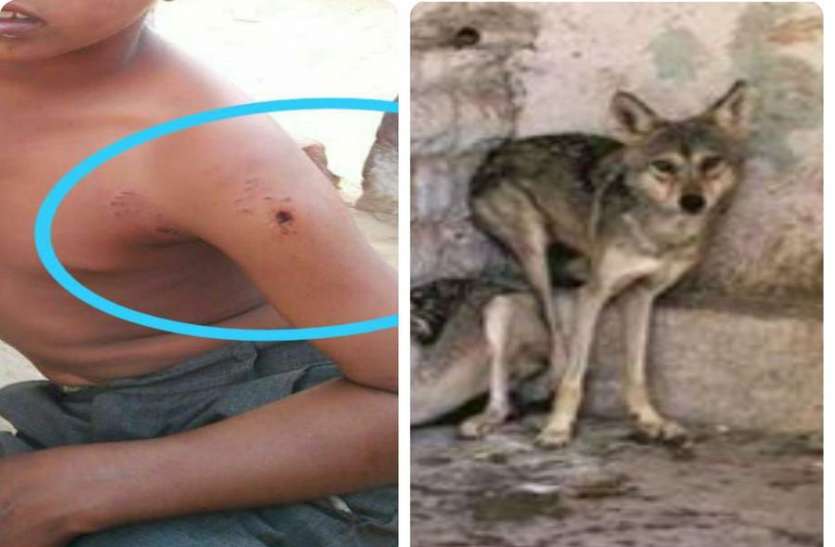 भेडि़ए के हमले में बालक व आधा दर्जन मवेशी घायल भेडि़ए के हमले में बालक व आधा दर्जन मवेशी घायल