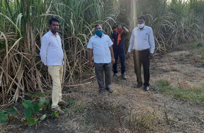 officers of the Department of Agriculture among the sugarcane fields परंपरागत खेती के बीच गन्ने की खेती ने दिलाई पहचान
