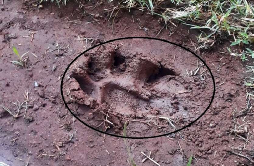 Leopard Footprints वेटनरी कॉलेज परिसर में दिखे तेंदुए के पद चिन्ह, लोग दहशत में