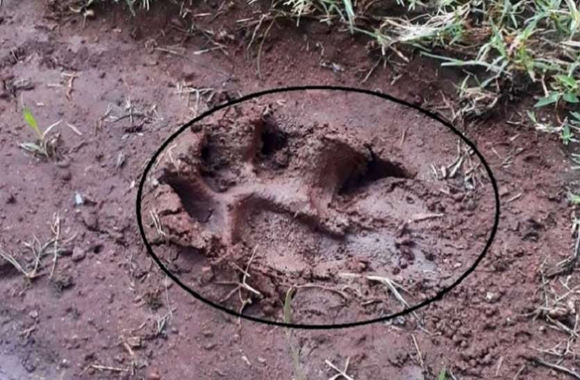 Leopard Footprints वेटनरी कॉलेज परिसर में तेंदुआ आने की पुष्टि