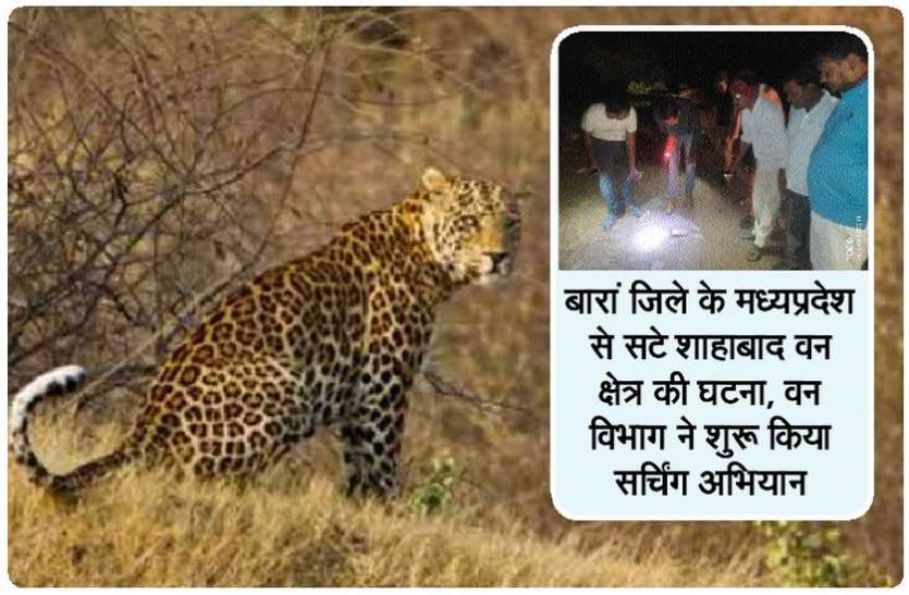 शाहाबाद की घाटी में कार सवार युवकों को दिखा पैंथर! शाहाबाद की घाटी में कार सवार युवकों को दिखा पैंथर!