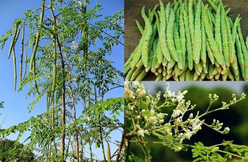 औषधीय गुणों का भंडार है मुनगा औषधीय गुणों का भंडार है मुनगा