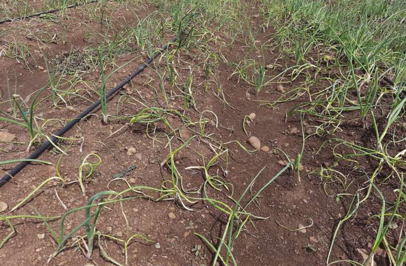 Onion crop deteriorated किसानों ने फेंकी प्याज की उपज, भावों में आया उछाल