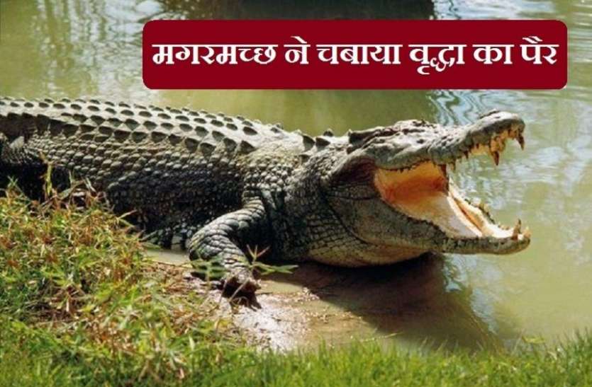 वृद्धा नाले में गिरी, मगरमच्छ ने चबाया पैर वृद्धा नाले में गिरी, मगरमच्छ ने चबाया पैर