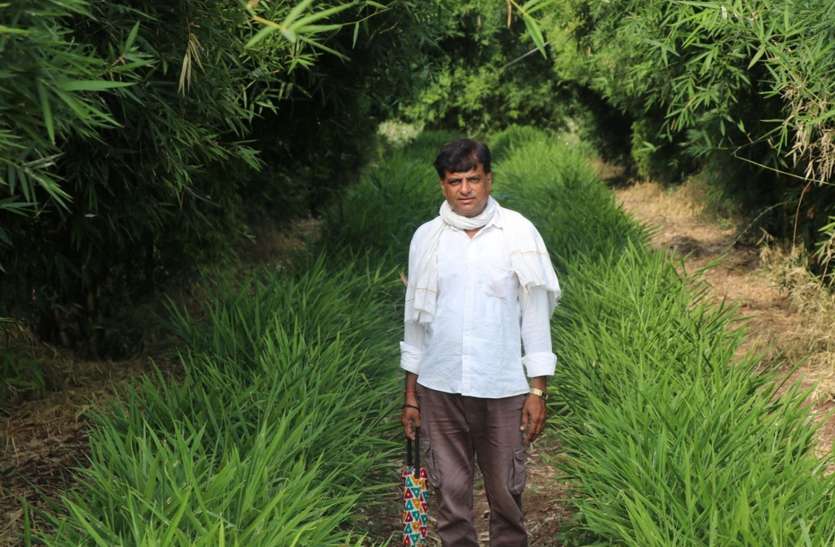 bamboo cultivation साथी किसानों ने प्रयोग पर उड़ाई हंसी, अब मुनाफा देख दांतों तले दबा रहे हैं उंगली