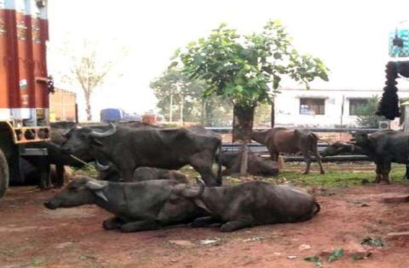 ट्रक कंटेनर में भरे थे भैंस-पाड़े ट्रक कंटेनर में भरे थे भैंस-पाड़े