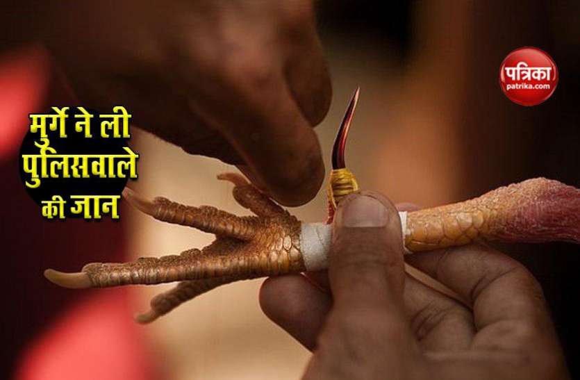 fighting cock OMG! छापा मारने गई टीम पर मुर्गे ने किया हमला, पुलिस अधिकारी की मौत