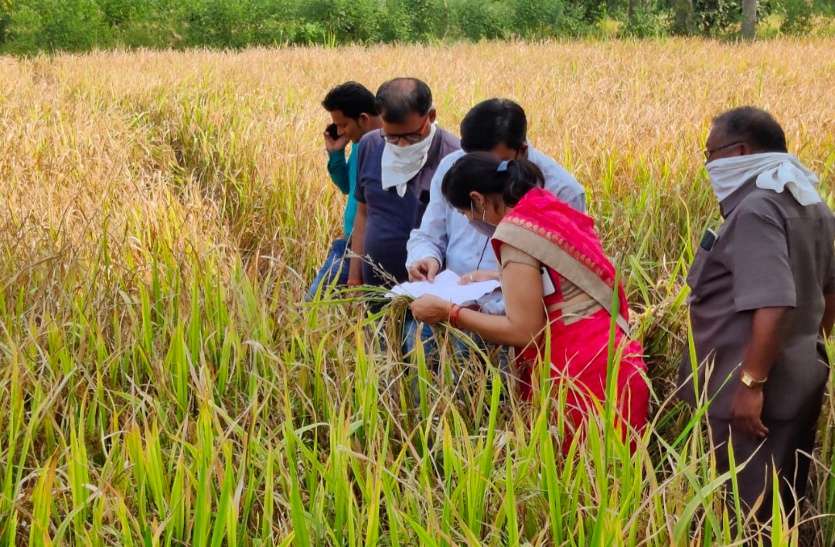 बालोद: बीज निगम से प्रमाणित बीज निकली नकली, किसान की 5 एकड़ फसल बर्बाद, जांच करने पहुंची 10 सदस्यीय टीम बालोद: बीज निगम से प्रमाणित बीज निकली नकली, किसान की 5 एकड़ फसल बर्बाद, जांच करने पहुंची 10 सदस्यीय टीम