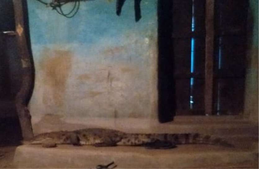 Crocodile reached the threshold of home at midnight आधी रात को घर की दहलीज पर पहुंचा मगरमच्छ, देखकर उड़े होश