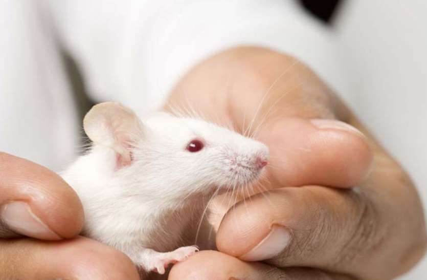 white-rat.jpg चूहे की आंख का सफल ऑपरेशन कर डॉक्टर ने निकाला 25 ग्राम का ट्यूमर