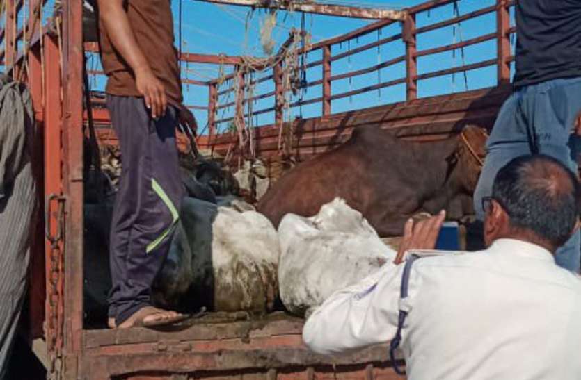 गौ तस्करी कर महाराष्ट्र बुचडख़ाने ले जा रहा खलासी हुआ गिरफ्तार, चालक ने पुलिस को दिया चकमा गौ तस्करी कर महाराष्ट्र बुचडख़ाने ले जा रहा खलासी हुआ गिरफ्तार, चालक ने पुलिस को दिया चकमा