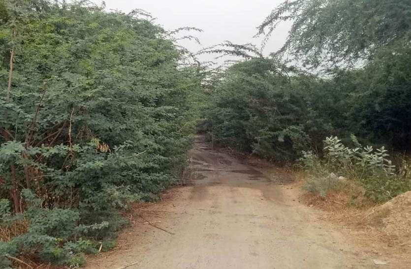 सडक़ किनारे बबूल बन रहे हादसे का सबब सडक़ किनारे बबूल बन रहे हादसे का सबब