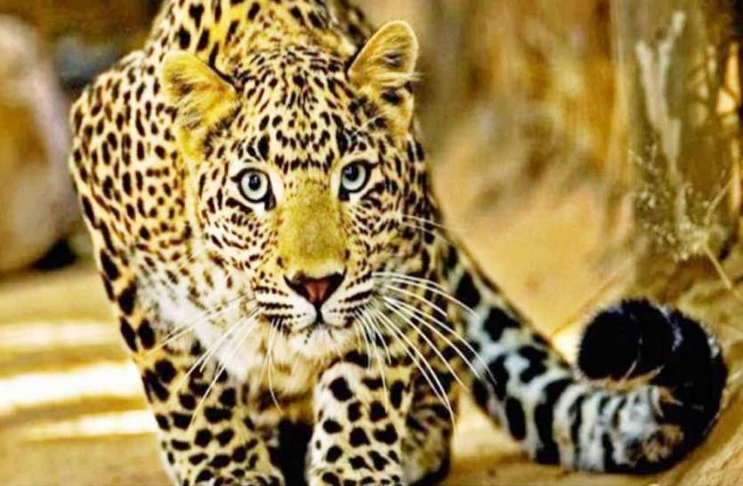 तेंदुआ तेंदुए का खौफ कायम, अब MES Campus पहुंचने से मचा हड़कंप