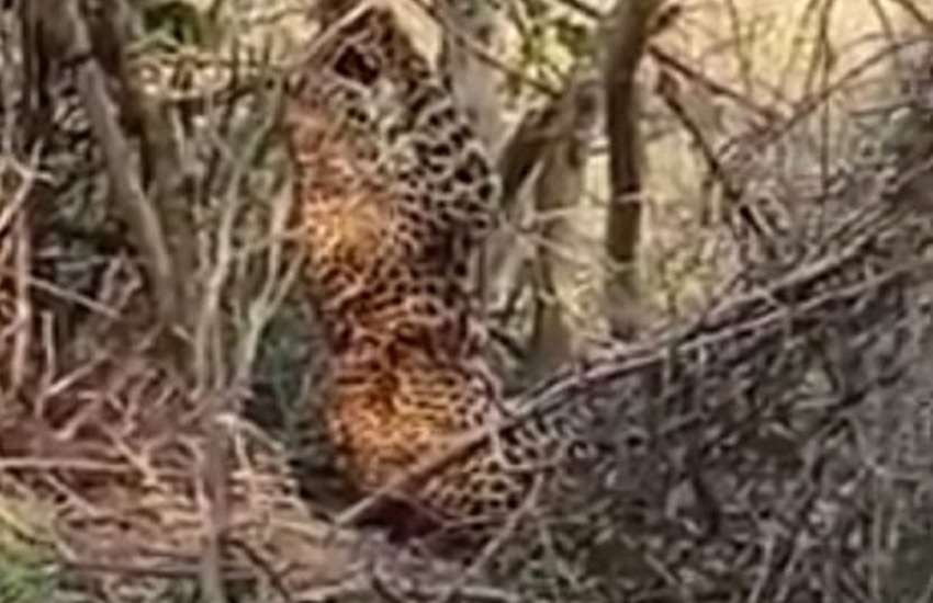 कटीले तारों के बाड़ में फंसा तेंदुआ